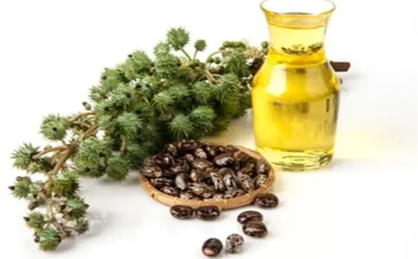 زيت الخروع.. لماذا يستحق لقب “بوتوكس الطبيعة”؟