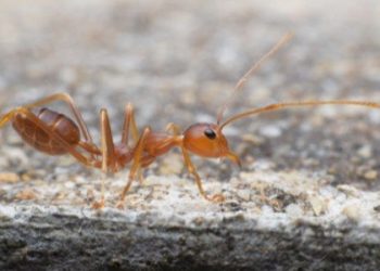 عشرة كائنات عمرها أقل من أسبوع.. تنمو وتبلغ وتتكاثر وتموت
