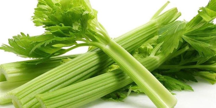 فوائد الكرفس للحامل.. غذاء خفيف ومنافع كبيرة