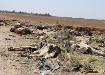 نفوق نحو 500 بقرة في قامشلو… مربون يحذرون ولجنة الزراعة والثروة الحيوانية تنفي