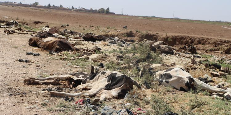 نفوق نحو 500 بقرة في قامشلو… مربون يحذرون ولجنة الزراعة والثروة الحيوانية تنفي