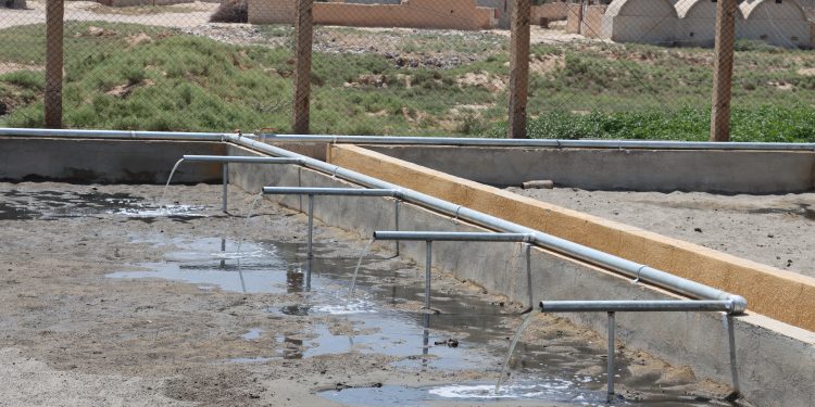 مشروع استراتيجي يحمي البيئة ويعزز الزراعة في المنصورة