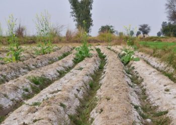 ملوحة التربة وأثرها على المحاصيل الزراعية