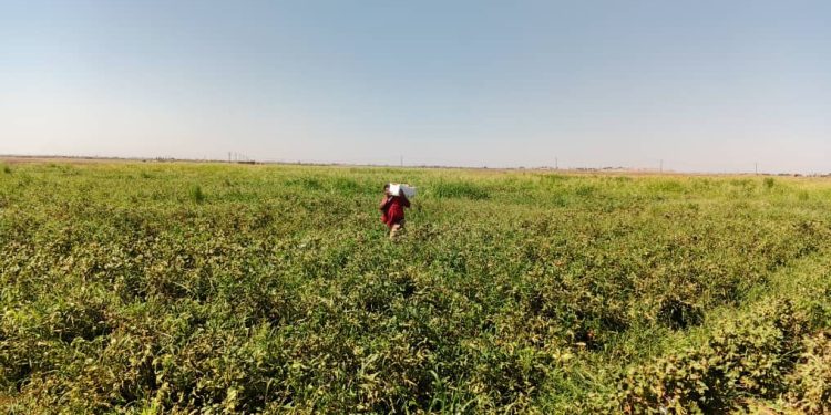 مزارع: زراعة الخضروات فرصة لتعزيز الاستثمار الزراعي وتغطية الاحتياجات المحلية