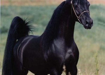 عشق الخيول الأصيلة.. بين الهواية والطموح