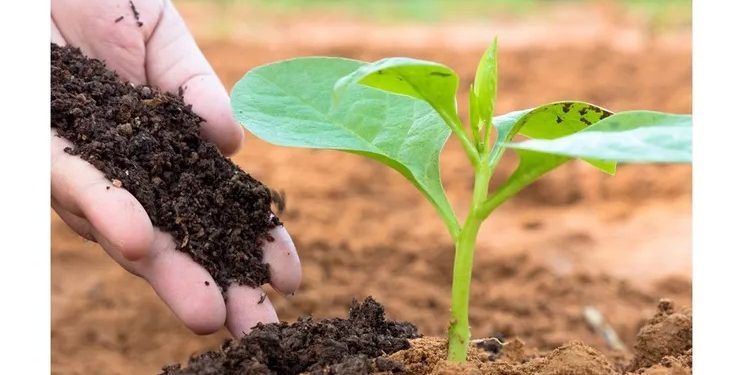 التسميد العضوي ودوره في إعادة إحياء الأراضي الفقيرة مع التركيز على الاستفادة من روث الحيوان