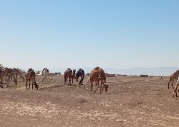 معاناة مربّي الجِمال في الريف الجنوبي لمدينة تل حميس