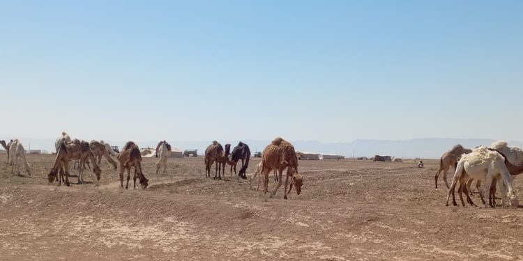 معاناة مربّي الجِمال في الريف الجنوبي لمدينة تل حميس