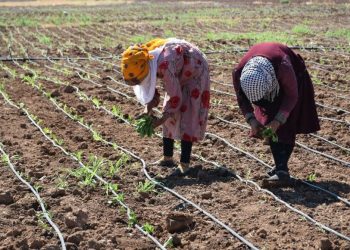 وفرة الإنتاج الصيفي في إقليم شمال وشرق سوريا تدعم الاكتفاء الذاتي