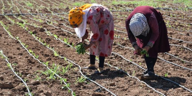 وفرة الإنتاج الصيفي في إقليم شمال وشرق سوريا تدعم الاكتفاء الذاتي