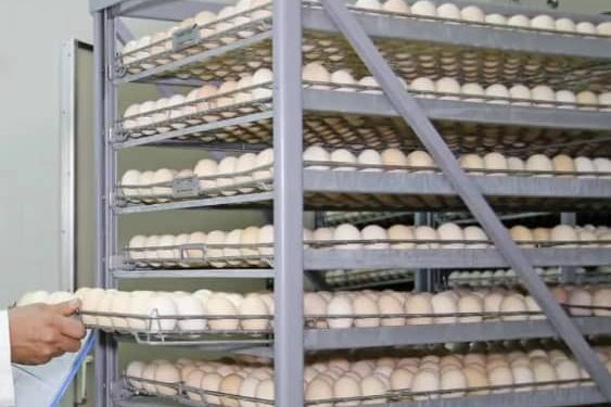 مشروع مفقسة “البيض” الجديدة بدير الزور.. دفعة قوية لإنعاش قطاع الدواجن المحلي