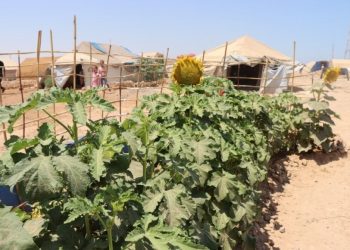 مهجّرو عفرين في الطبقة يحوّلون محيط خيامهم إلى مساحات خضراء