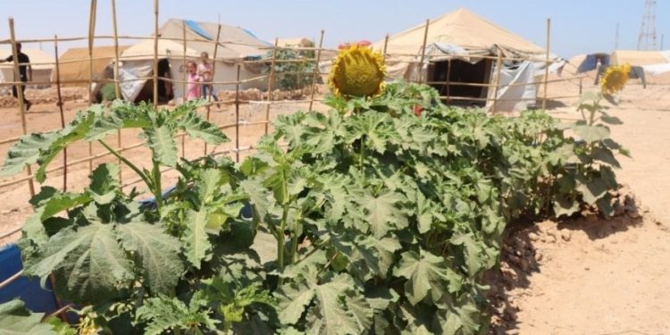 مهجّرو عفرين في الطبقة يحوّلون محيط خيامهم إلى مساحات خضراء