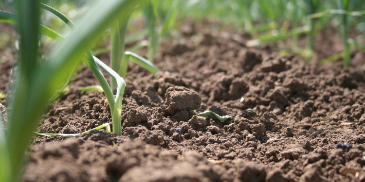 أنواع التربة الزراعية وخصائصها وتأثيرها على جودة الزراعة