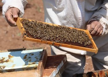 عدسة العدد 2206 من صحيفة روناهي