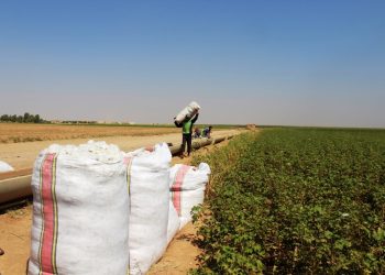 موسم قطاف القطن يبدأ في ريف عين عيسى والرقة بصعوبات وتحديات كبيرة