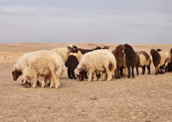 عدسة العدد 2216-1377 من صحيفة روناهي
