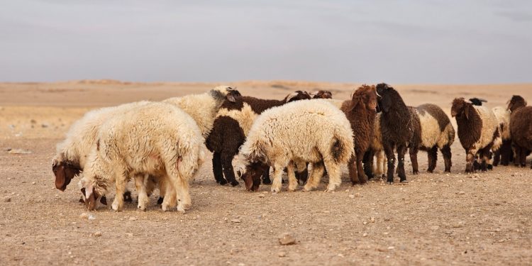 عدسة العدد 2216-1377 من صحيفة روناهي