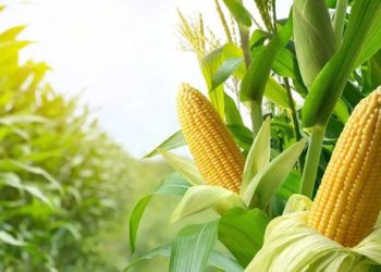 الذرة الصفراء في سوريا.. محصول استراتيجي بين الزراعة والصناعة