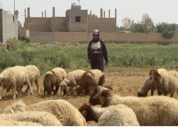 تركية عبد اللطيف.. قصة كدح وعطاء في تربية المواشي