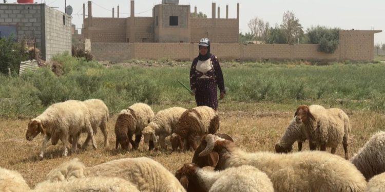 تركية عبد اللطيف.. قصة كدح وعطاء في تربية المواشي