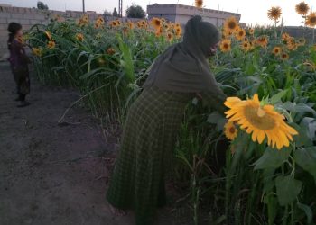 إبداع وريادة في استثمار الموارد الريفية.. قصة نجاح “خولة الإبراهيم”