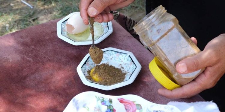 مريم العلي.. امرأة أحبت وتوارثت مهنة التداوي بالأعشاب