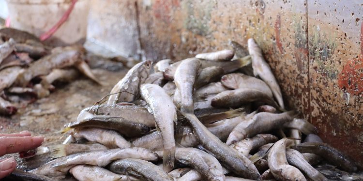 صيادو الطبقة يخسرون رزقهم والسمك يختفي من الأسواق