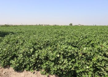 زراعة القطن في شمال وشرق سوريا.. طموح يتحدى الصعوبات