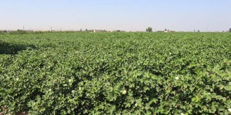 زراعة القطن في شمال وشرق سوريا.. طموح يتحدى الصعوبات