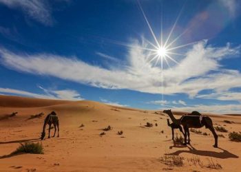 بين الجبل والصحراء… ملحمة حب لا تموت