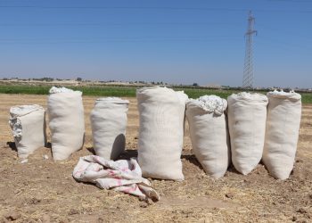 القطن في الطبقة… من ذهبٍ أبيض إلى عبءٍ ثقيل