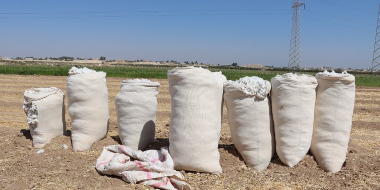 القطن في الطبقة… من ذهبٍ أبيض إلى عبءٍ ثقيل
