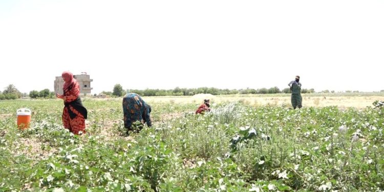 الذهب الأبيض في دير الزور.. طقوس قطاف بأنامل نسوية