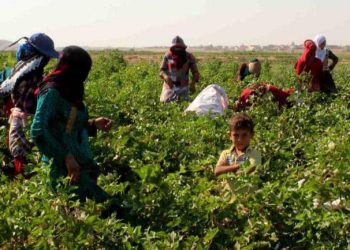 مؤسسة الأقطان في دير الزور تستعد لموسم وفير وزيادة الإنتاج