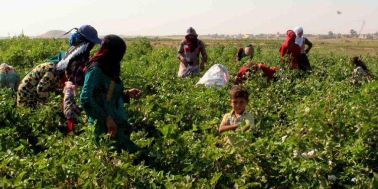 مؤسسة الأقطان في دير الزور تستعد لموسم وفير وزيادة الإنتاج
