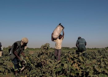 خسائر القطاع الزراعي في السودان تتجاوز 100 مليار دولار بسبب الحرب