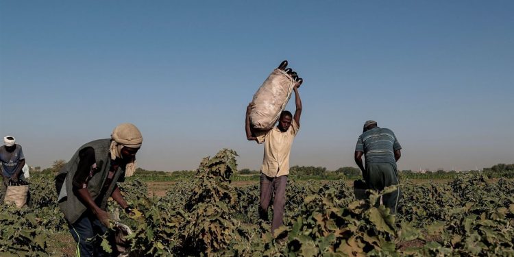 خسائر القطاع الزراعي في السودان تتجاوز 100 مليار دولار بسبب الحرب