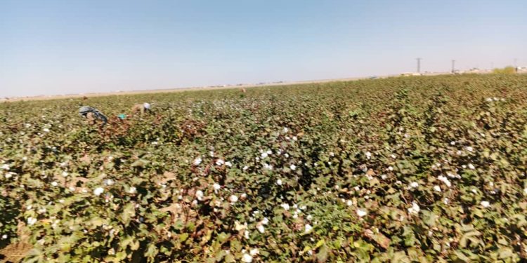 موسم قطاف القطن في تل حميس.. بين الجهد الجماعي ودور النساء الريفيات