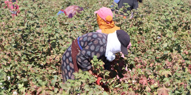 أغاني الحقول.. قصة العشق الأبدي بين فلاحي الجزيرة وأرضهم