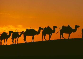 النصــــيحة بجــمل..