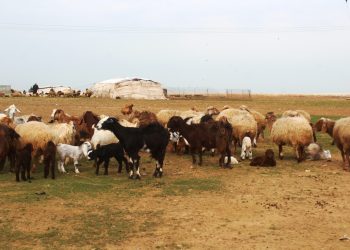 واقع الثروة الحيوانية بين التراجع وغياب الدعم في شمال وشرق سوريا