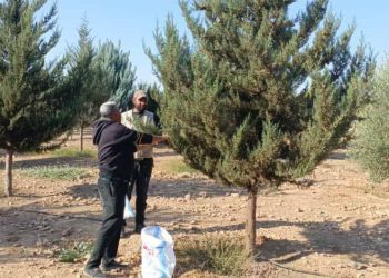 إطلاق موسم جمع بذور الأشجار لتعزيز الغطاء النباتي في مقاطعة الجزيرة