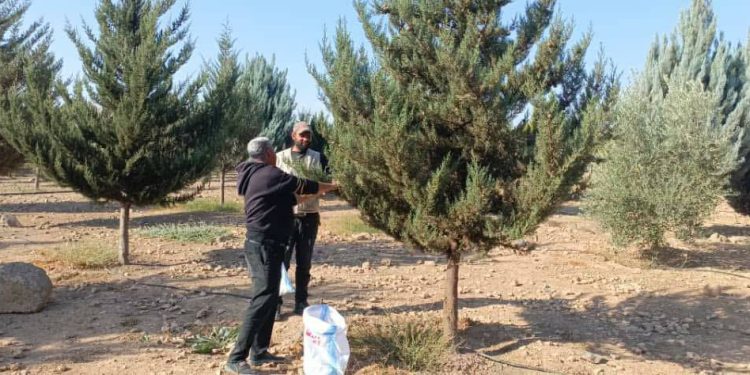 إطلاق موسم جمع بذور الأشجار لتعزيز الغطاء النباتي في مقاطعة الجزيرة