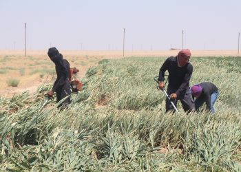 زراعة السيلاج تُنقذ المربين من أزمة الأعلاف وتحد من الخسائر