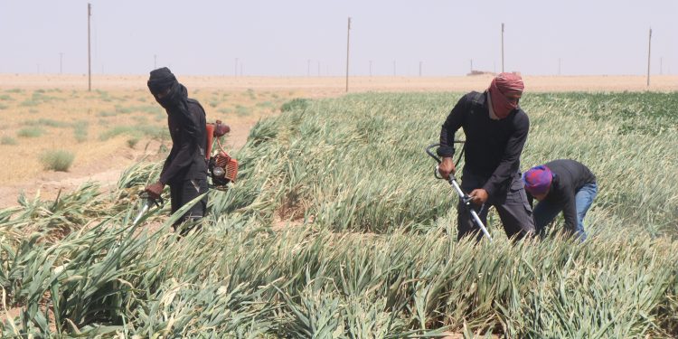 زراعة السيلاج تُنقذ المربين من أزمة الأعلاف وتحد من الخسائر