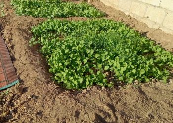 زراعة الخضروات الشتوية فرصة لتعزيز الناتج المحلي