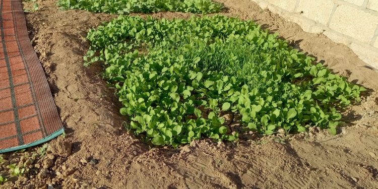 زراعة الخضروات الشتوية فرصة لتعزيز الناتج المحلي