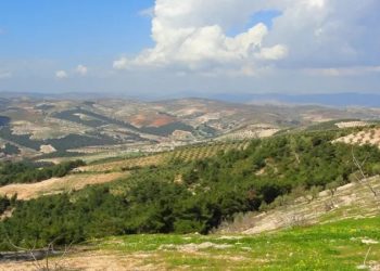 عفرين… من جنة الزيتون إلى جحيم الاحتلال
