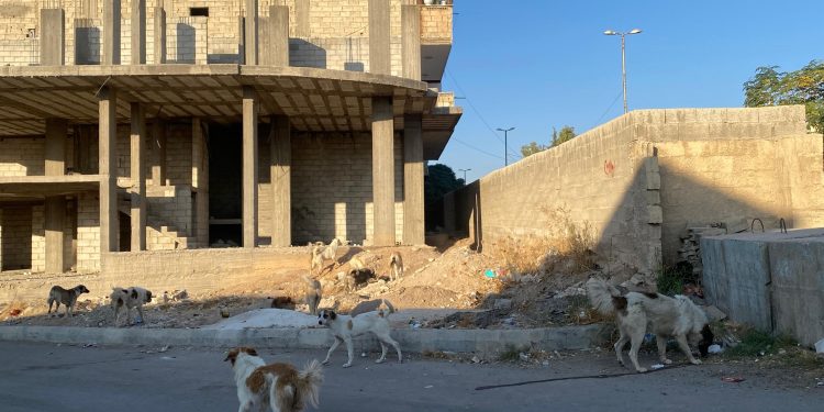 الكلاب الضالة تقلق كوباني.. 650 إصابة بالعقر هذا العام